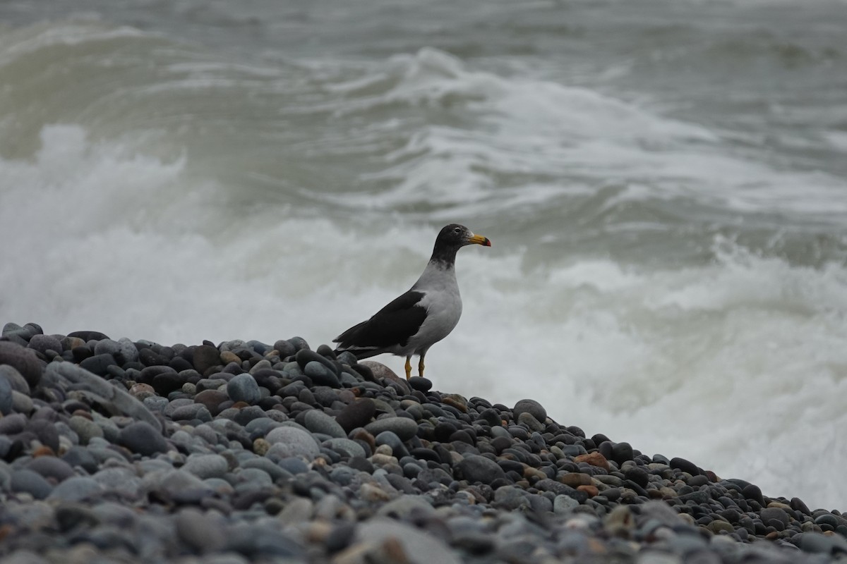 Belcher's Gull - ML638239832