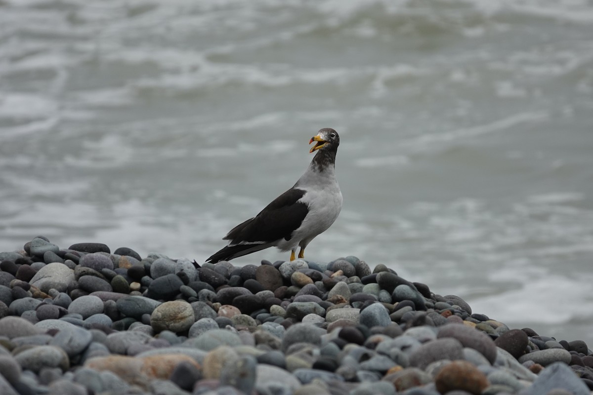 Belcher's Gull - ML638239833