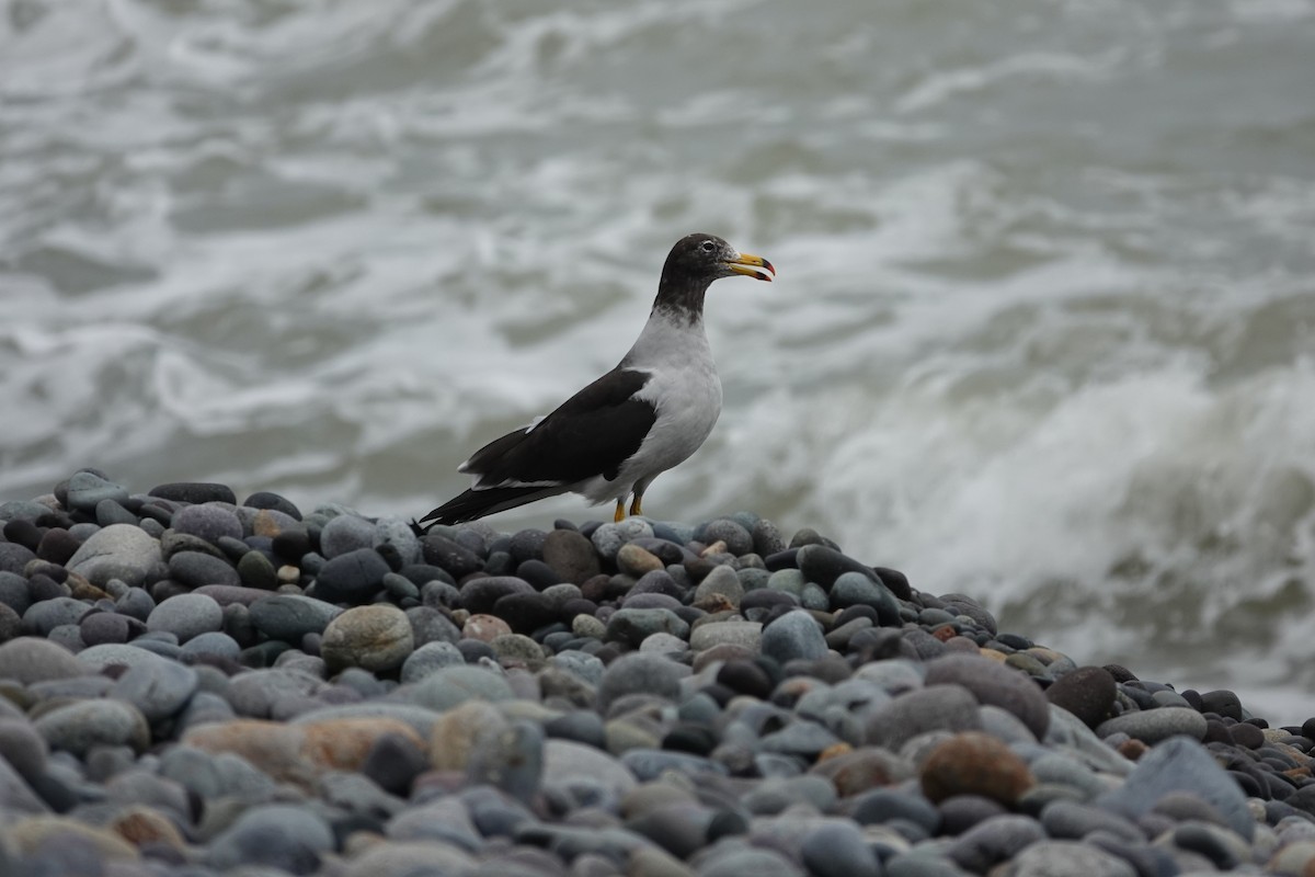 Belcher's Gull - ML638239834
