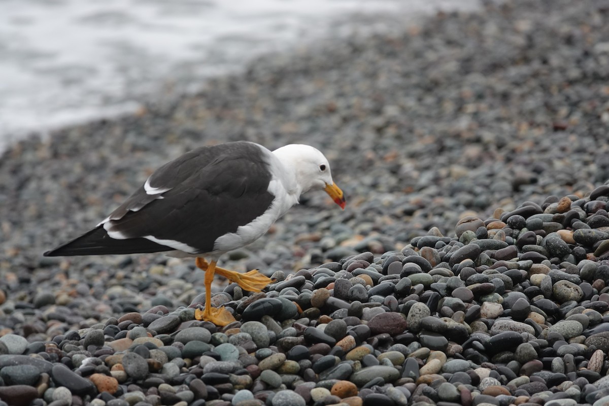 Belcher's Gull - ML638239836