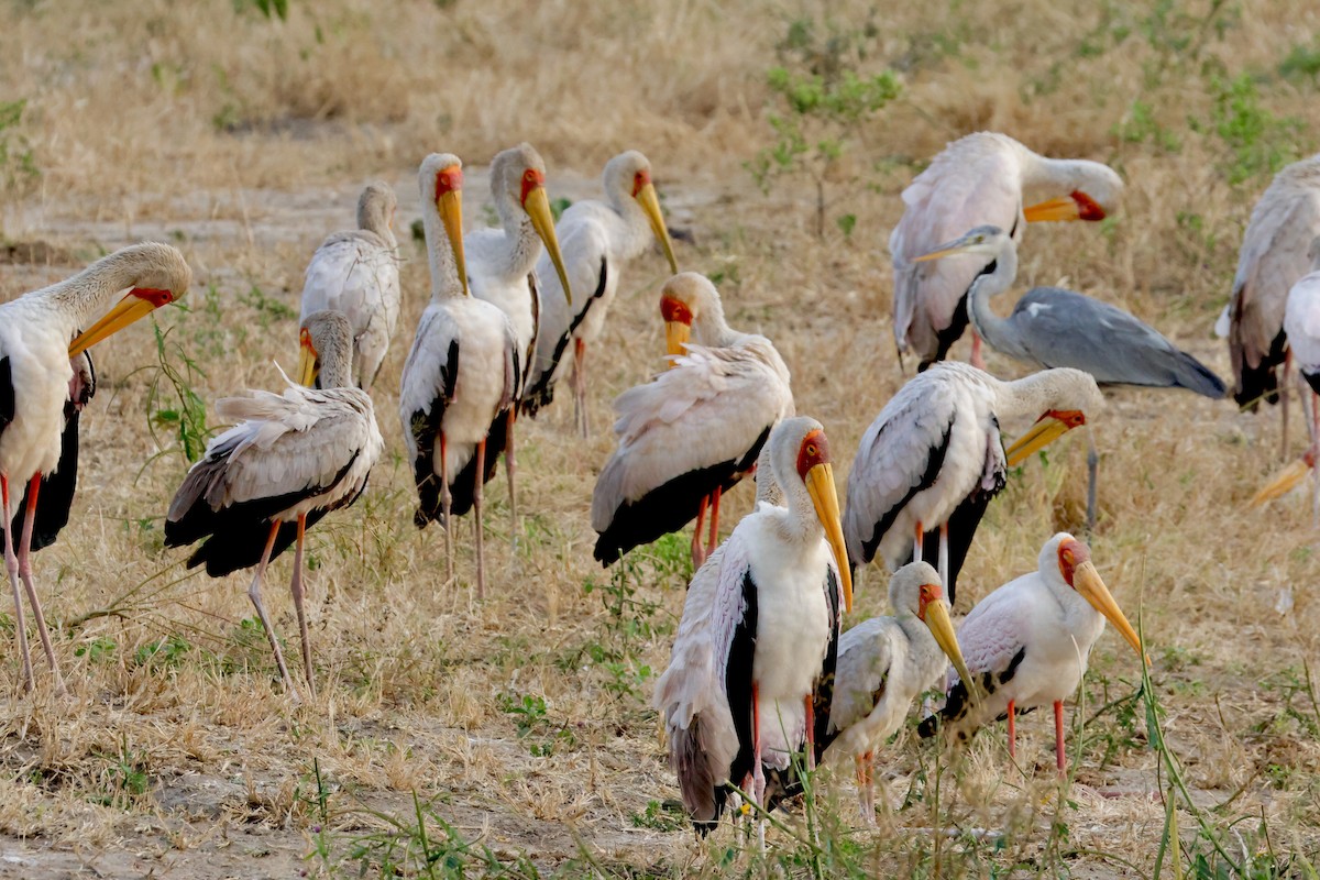 Yellow-billed Stork - ML638239838