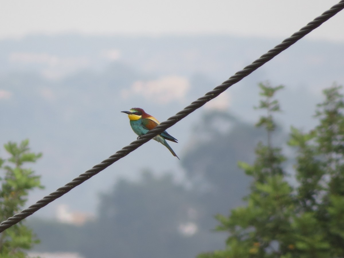European Bee-eater - ML638239839