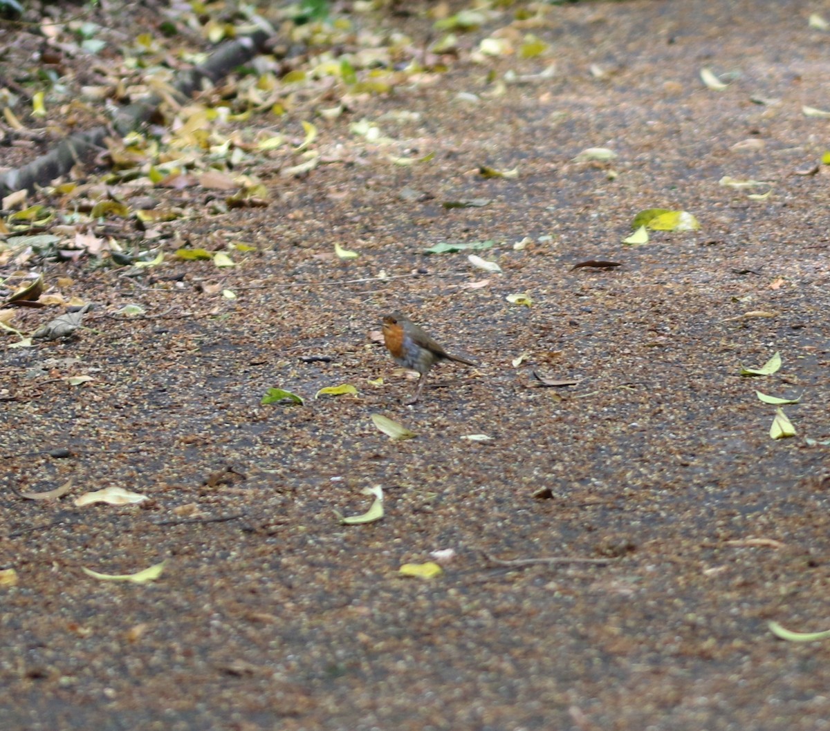 European Robin - ML638239843