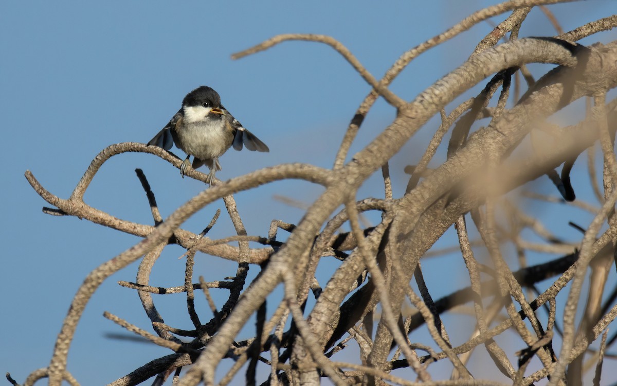 Coal Tit - ML638239851
