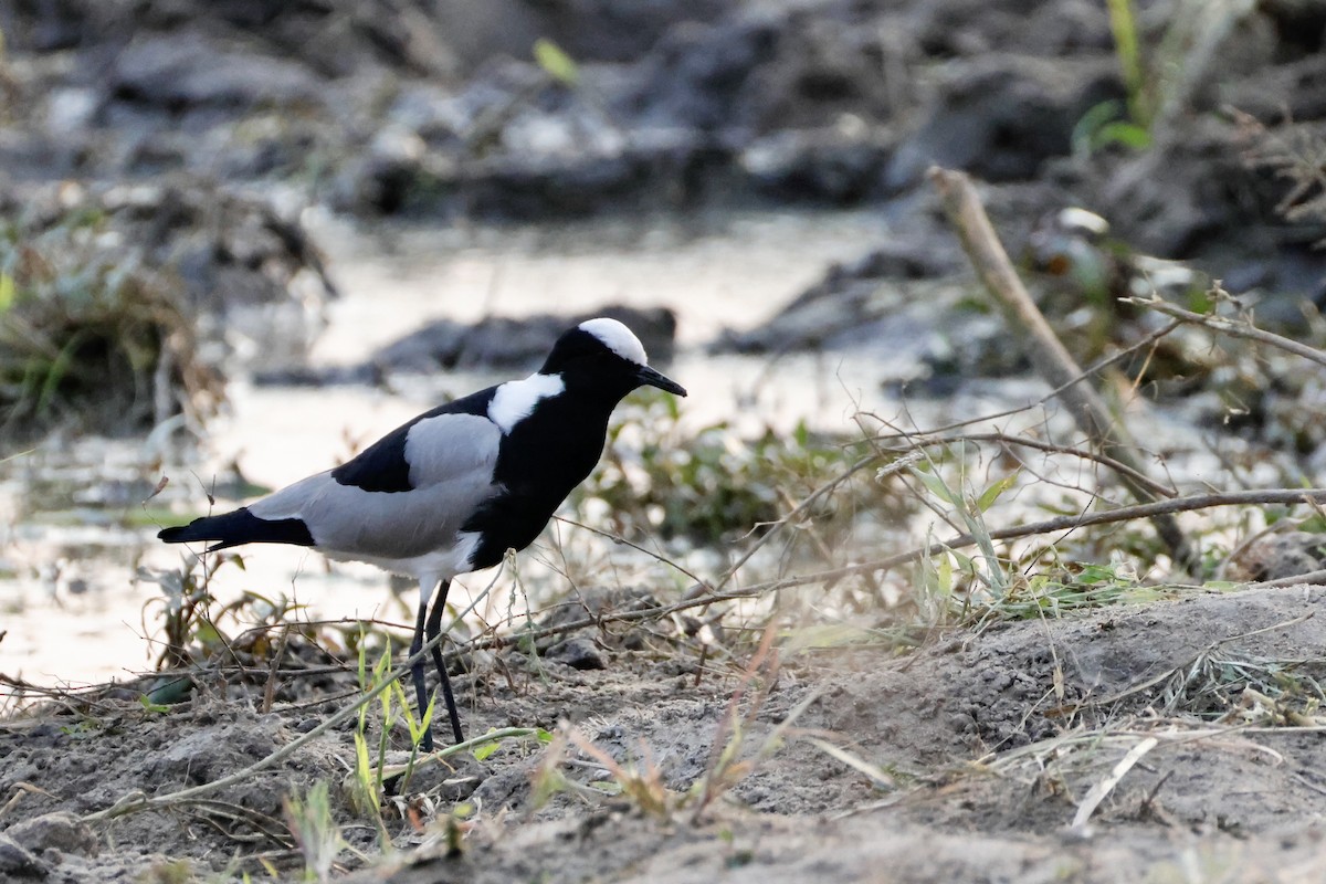 Blacksmith Lapwing - ML638239852