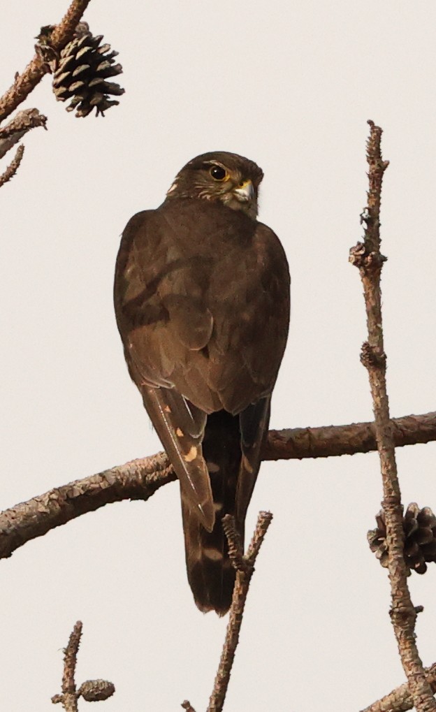 Merlin - ML638239864