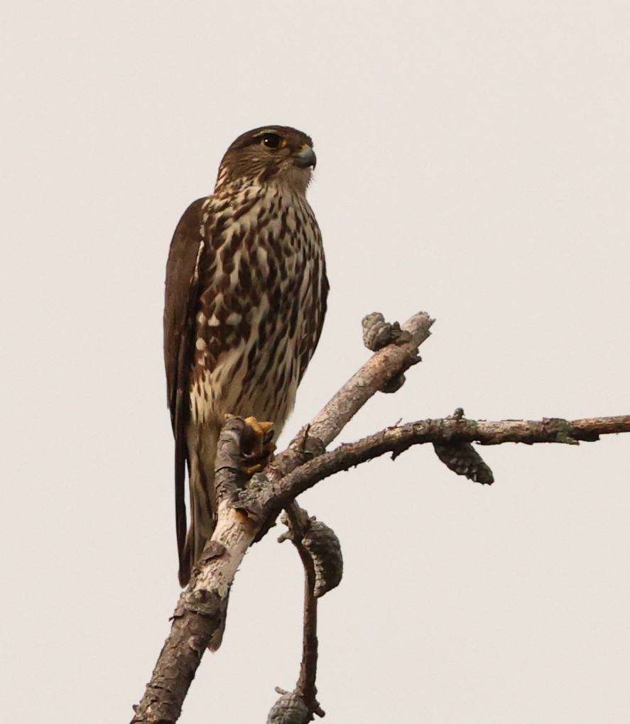 Merlin - ML638239870