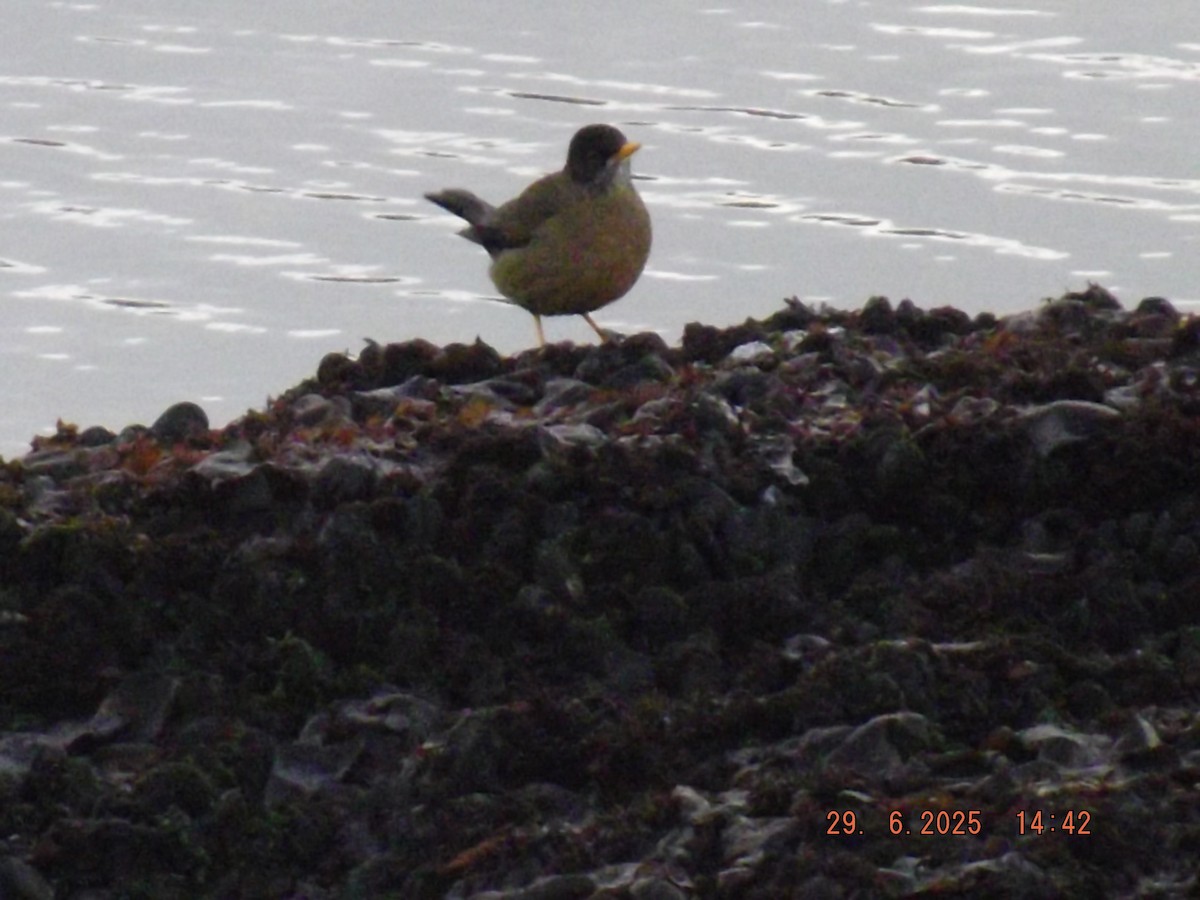 Austral Thrush - ML638239879