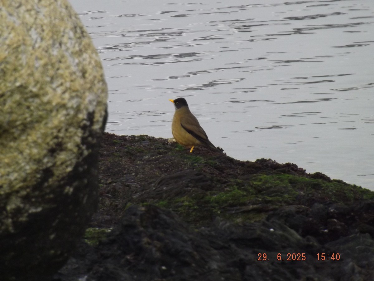 Austral Thrush - ML638239881