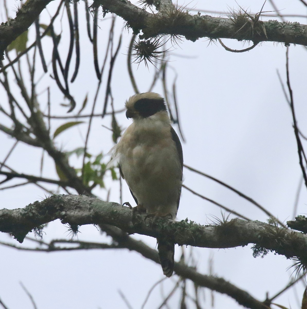 Laughing Falcon - ML638239889