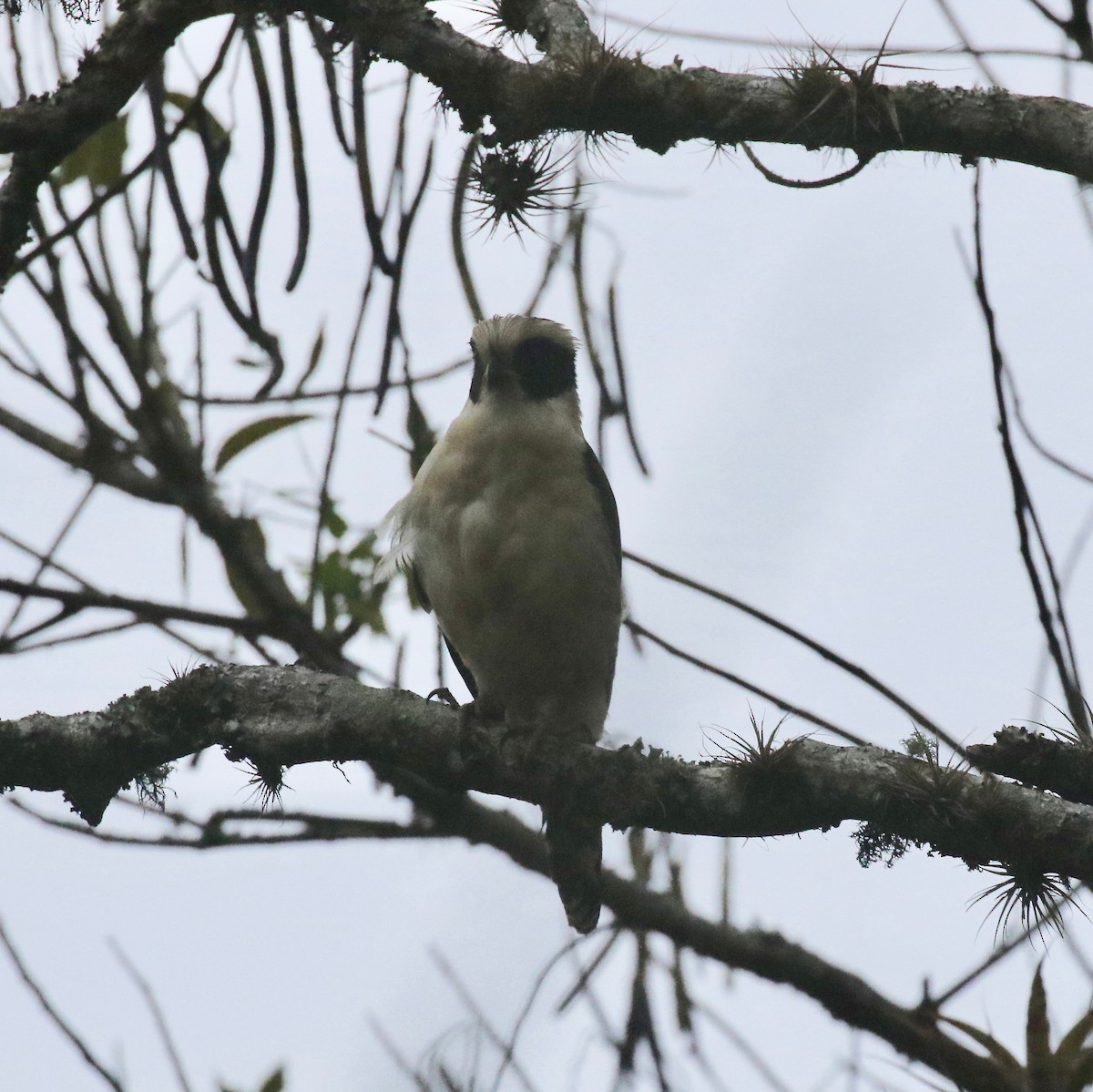 Laughing Falcon - ML638239890
