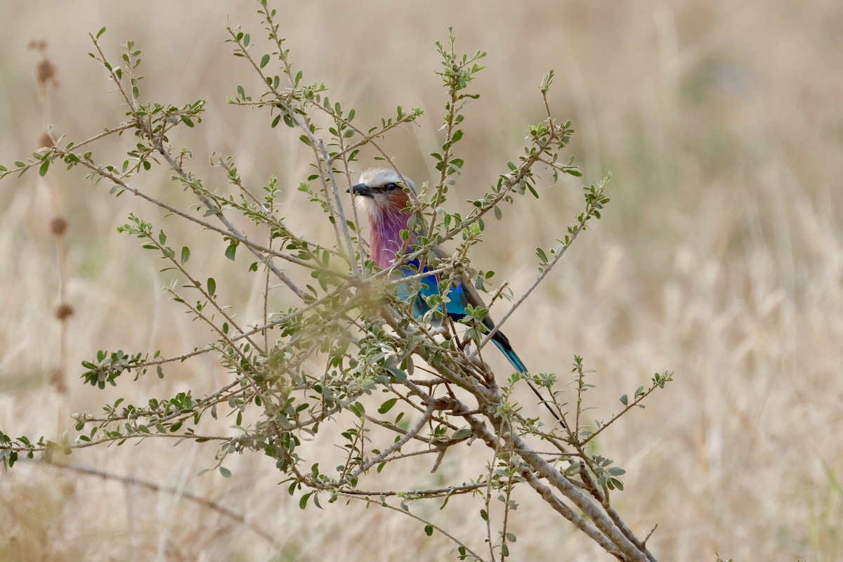 Lilac-breasted Roller - ML638239898