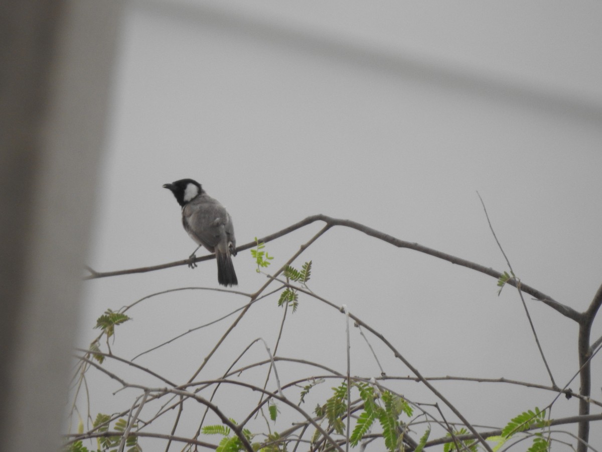 White-eared Bulbul - ML638239907