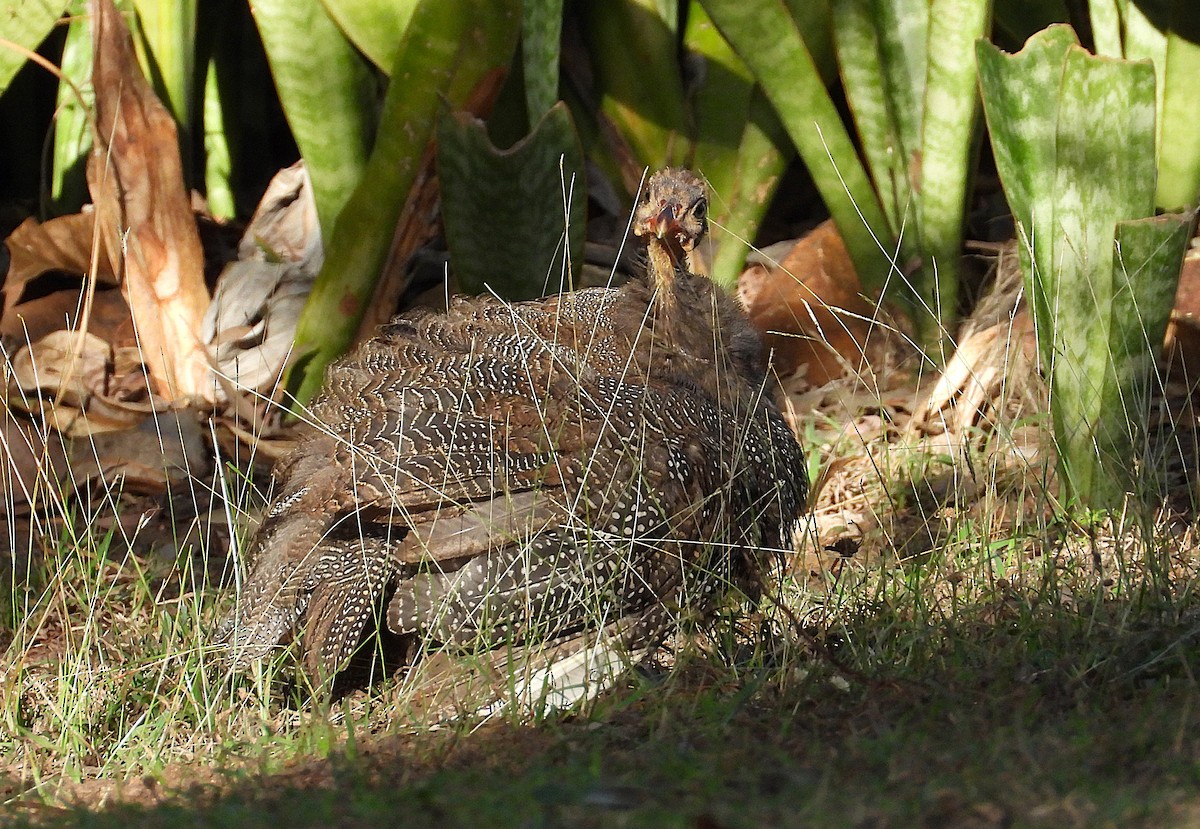Helmeted Guineafowl (Domestic type) - ML638239911