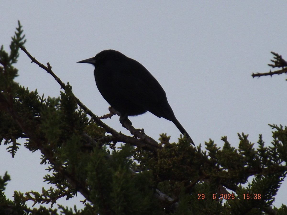 Austral Blackbird - ML638239954
