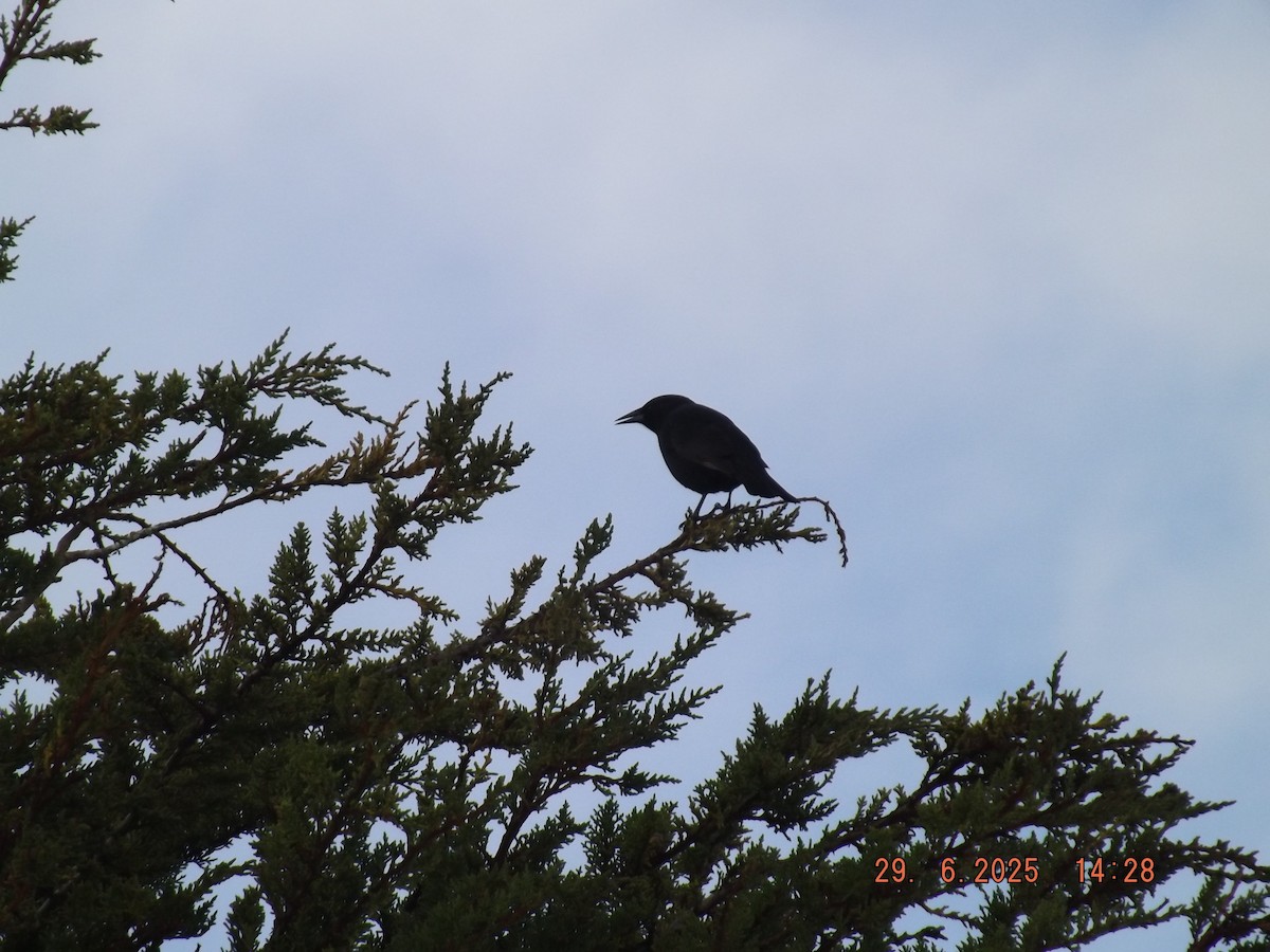 Austral Blackbird - ML638239955