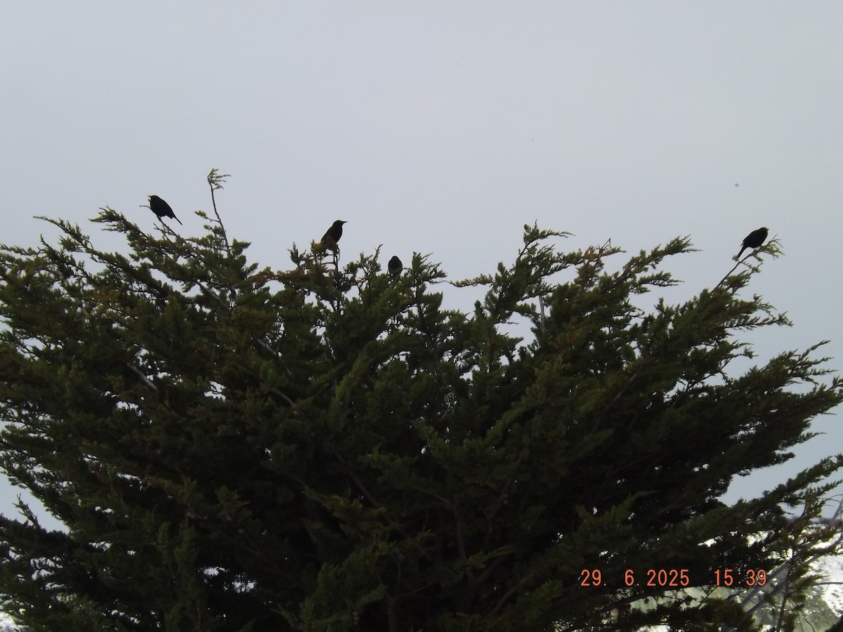 Austral Blackbird - ML638239958