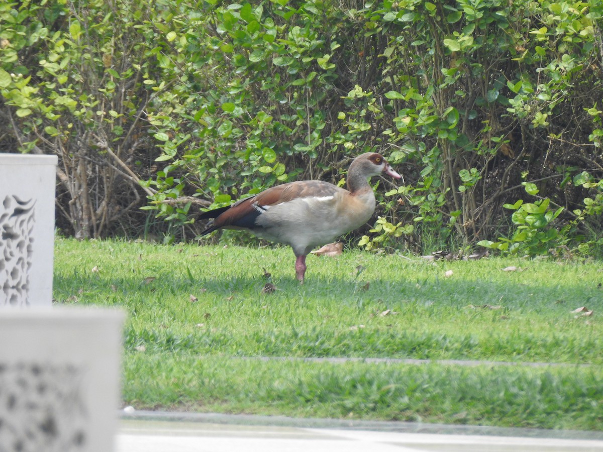 Egyptian Goose - ML638239959