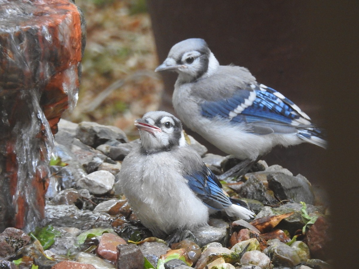 Blue Jay - ML638239971
