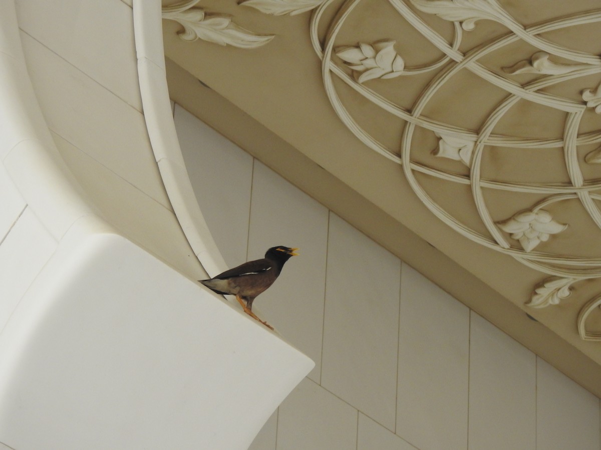 Common Myna - ML638239972