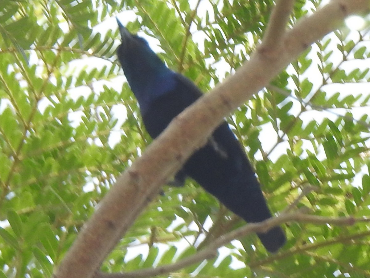 Purple Sunbird - ML638239983