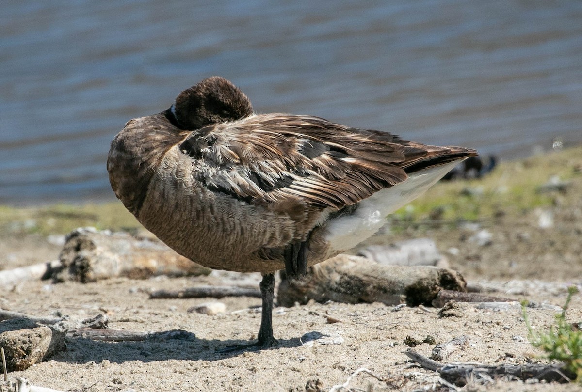 Barnacla Carinegra - ML638239993