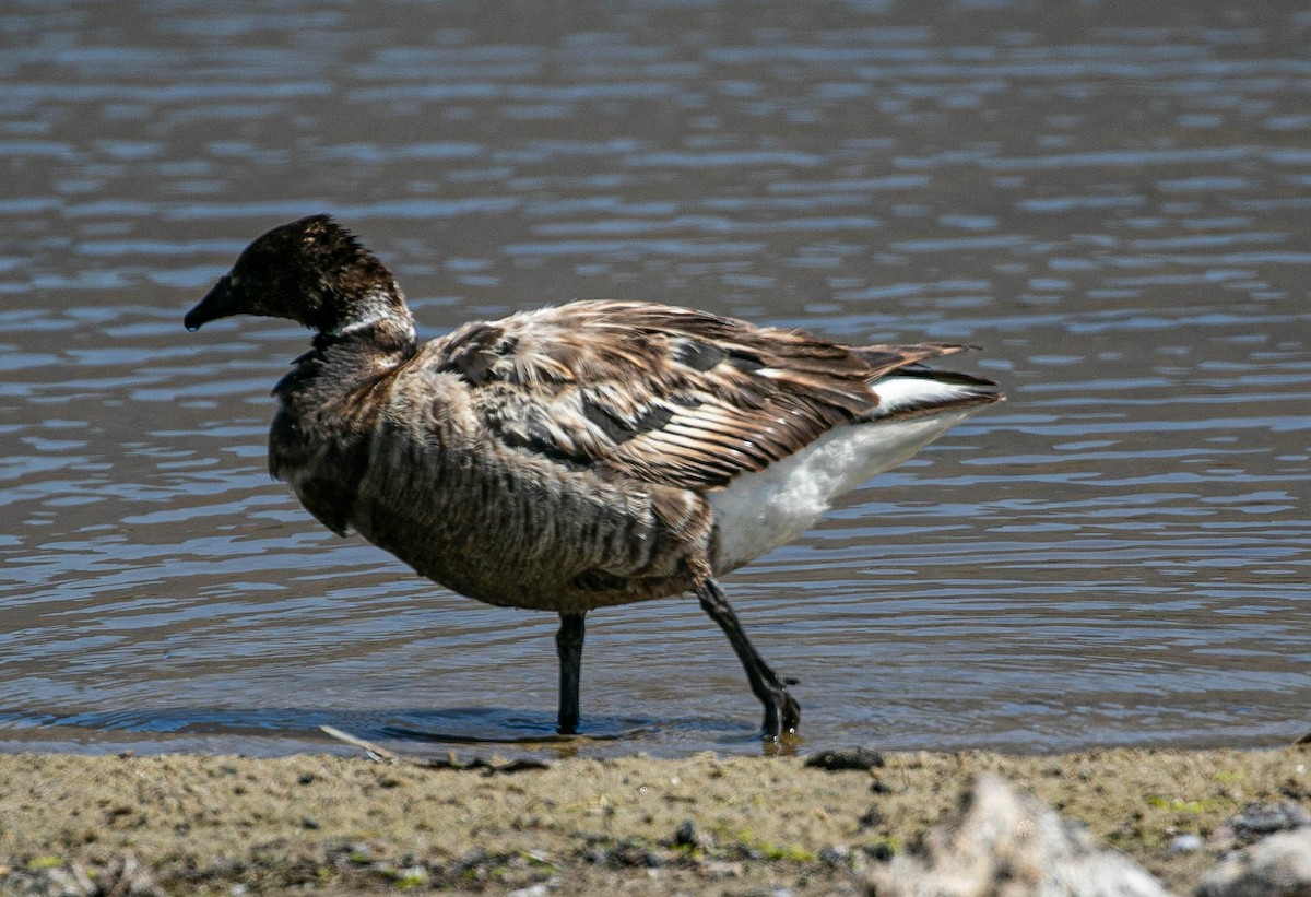 Barnacla Carinegra - ML638239995