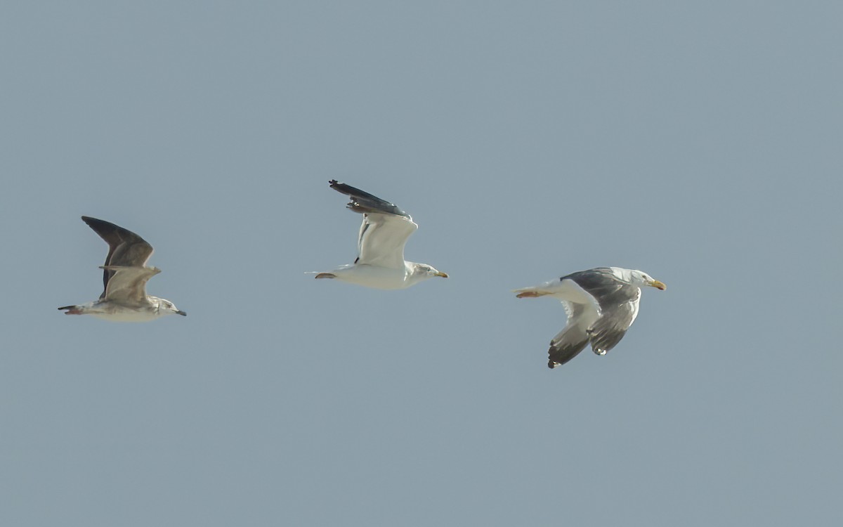 Lesser Black-backed Gull - ML638240048