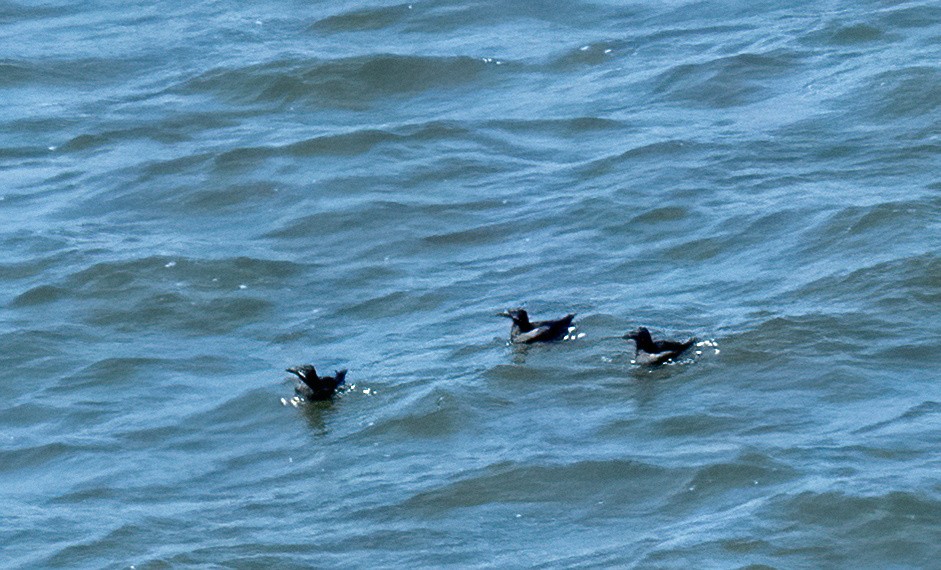 Rhinoceros Auklet - ML638240050
