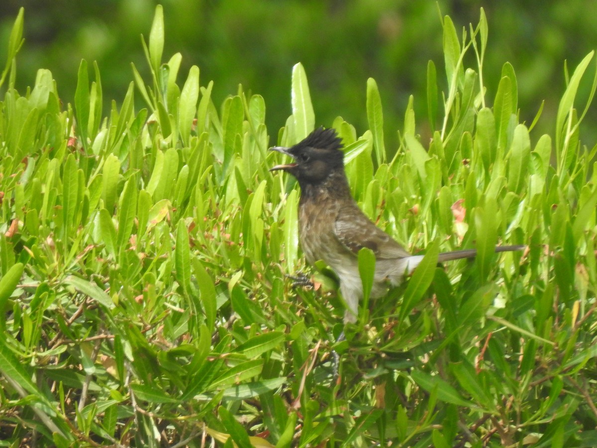 Red-vented Bulbul - ML638240053
