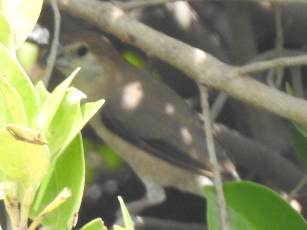 Indian Silverbill - ML638240059