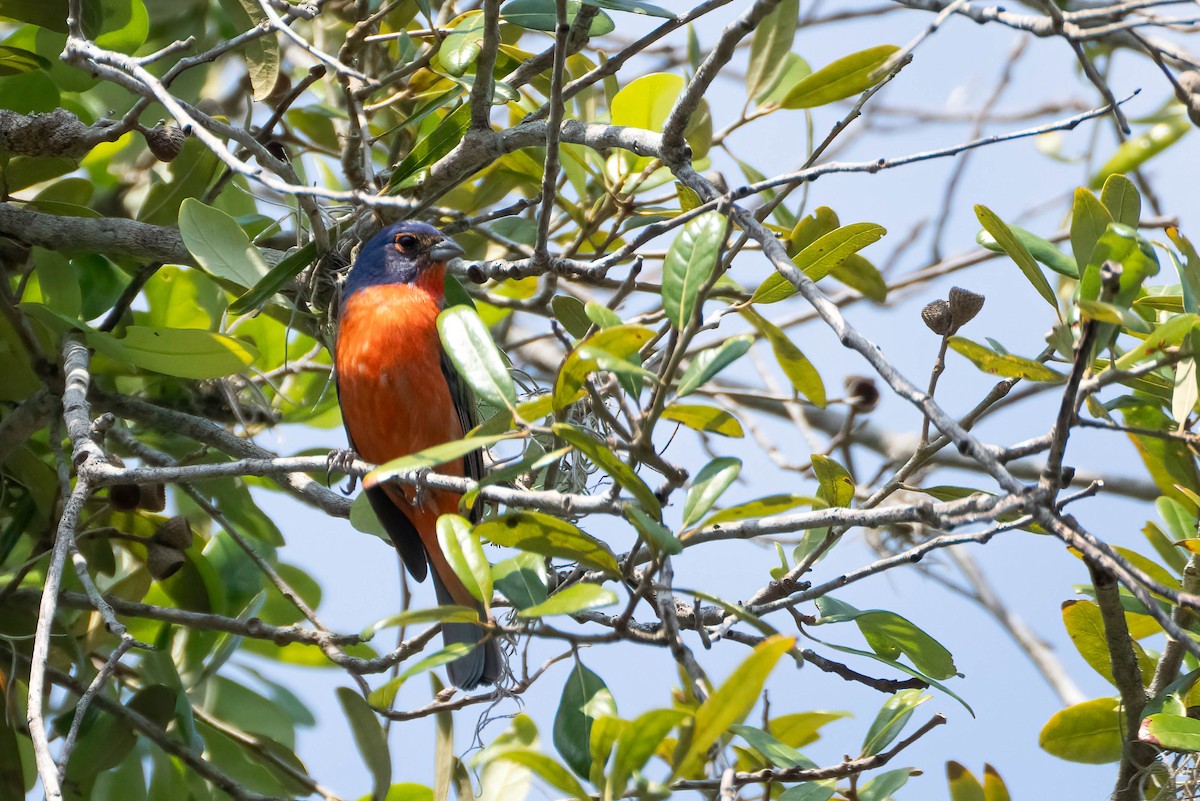 Painted Bunting - ML638240061