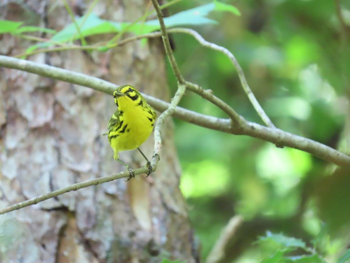 Prairie Warbler - ML638240074