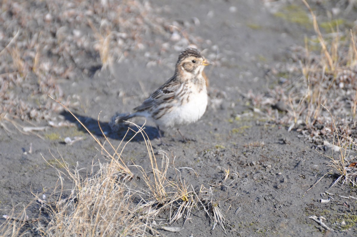 Lapland Longspur - ML638240098