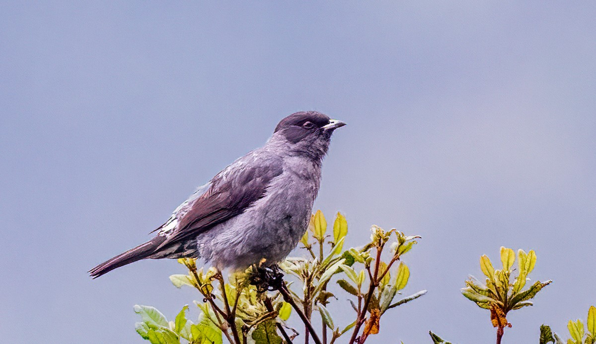 Red-crested Cotinga - ML638240110