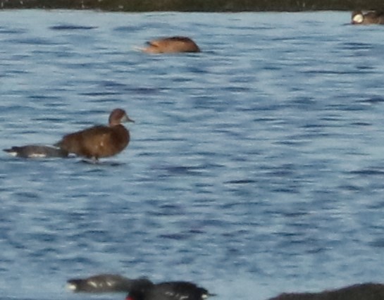 Rosy-billed Pochard - ML638240127