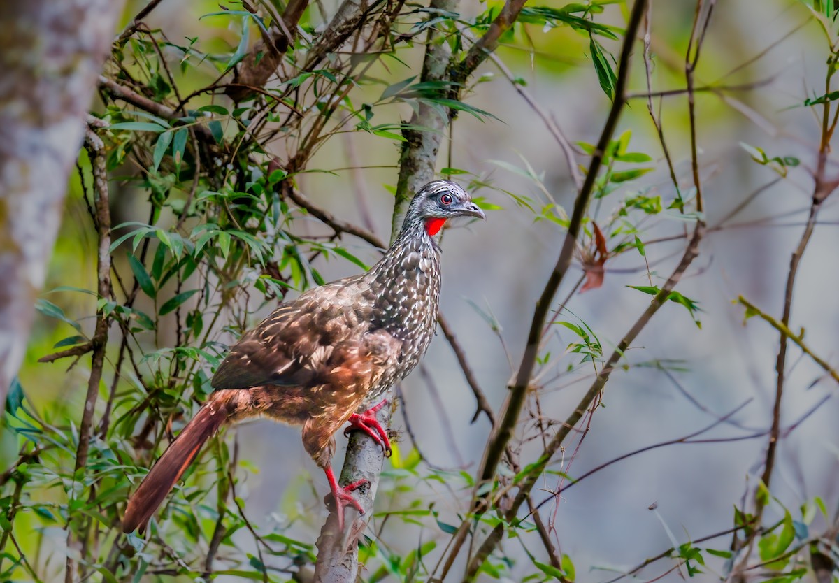 Andean Guan - ML638240137