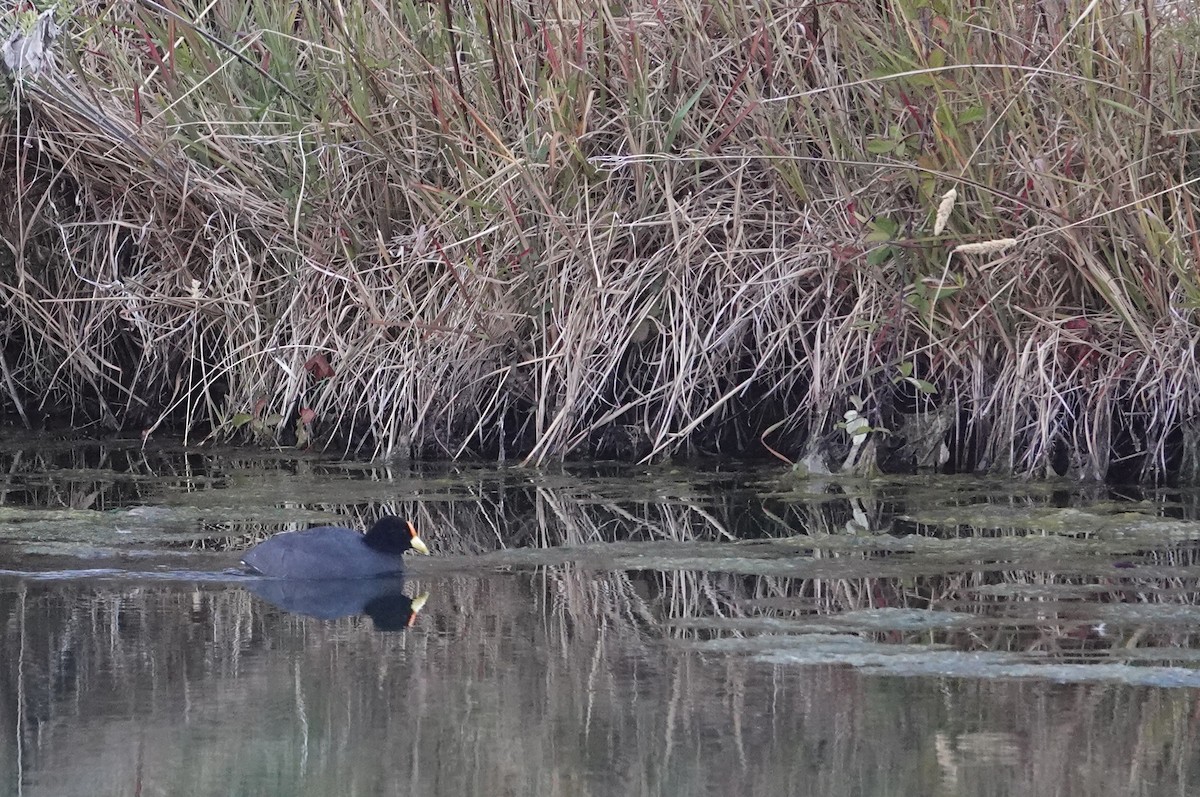 White-winged Coot - ML638240140