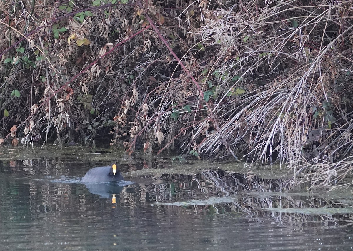 White-winged Coot - ML638240141