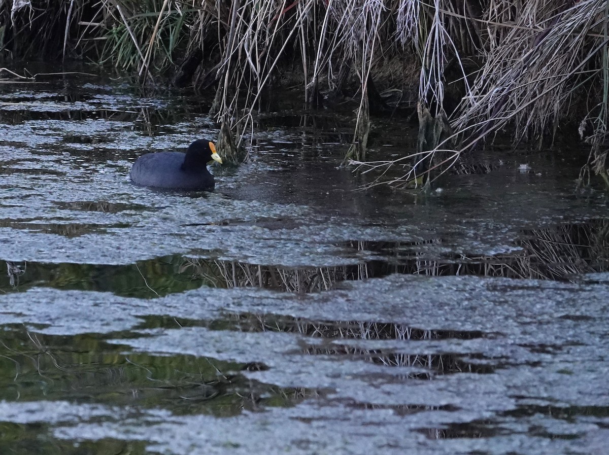 White-winged Coot - ML638240142