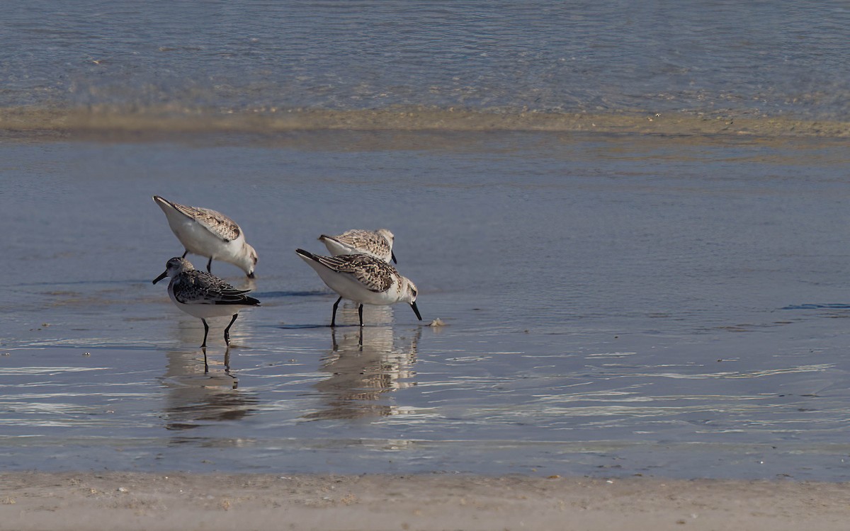 Sanderling - ML638240153