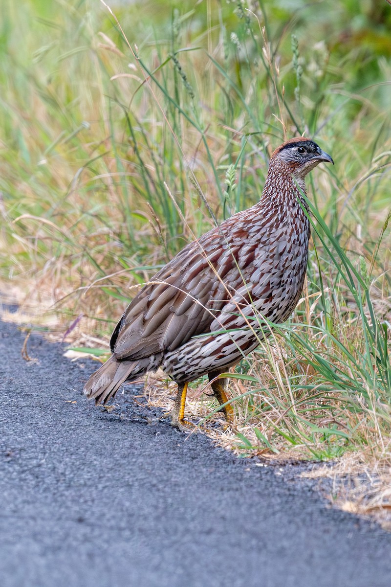 Erckel's Spurfowl - ML638240176