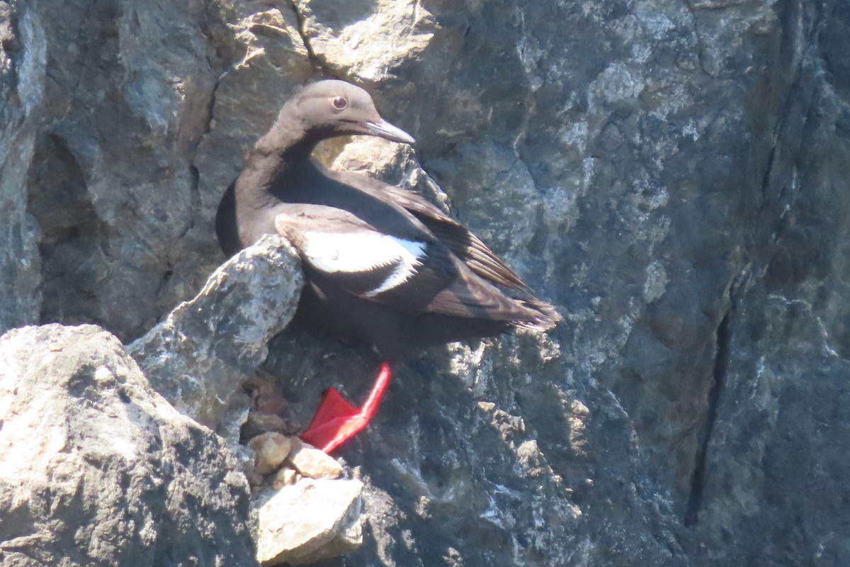 Pigeon Guillemot - ML638240178