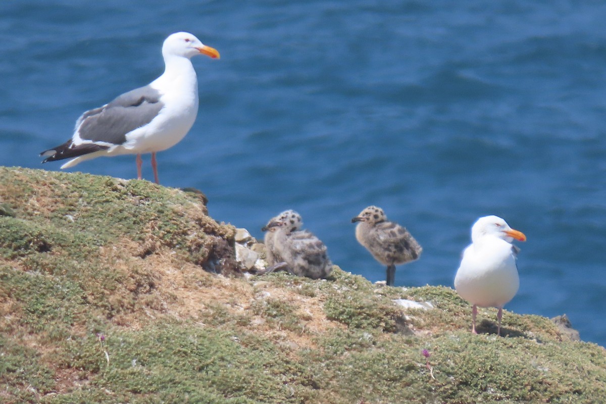Western Gull - ML638240180