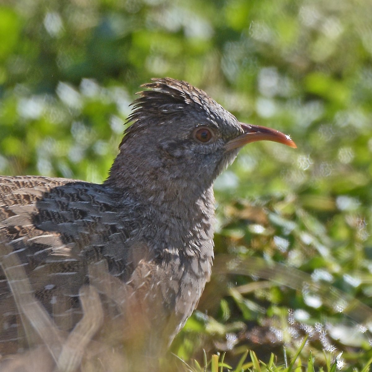 Andean Tinamou - ML638240193