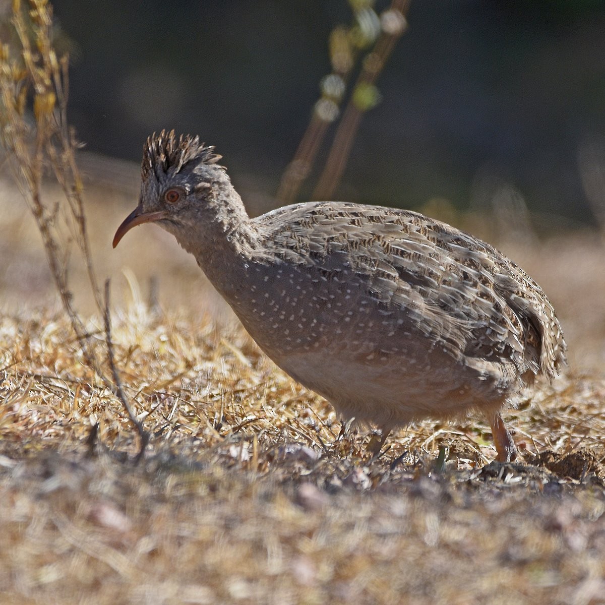 Andean Tinamou - ML638240194