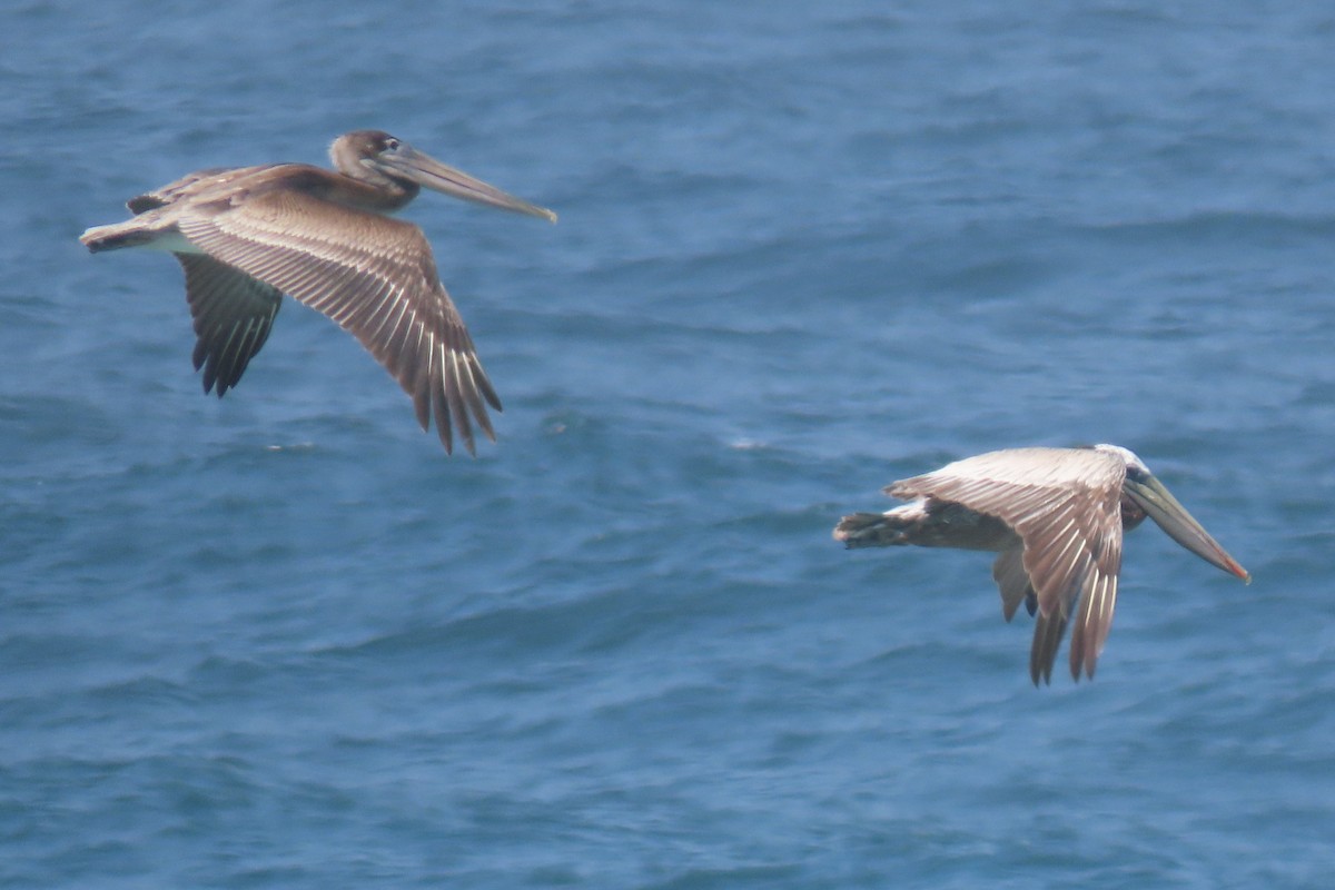 Brown Pelican - ML638240195