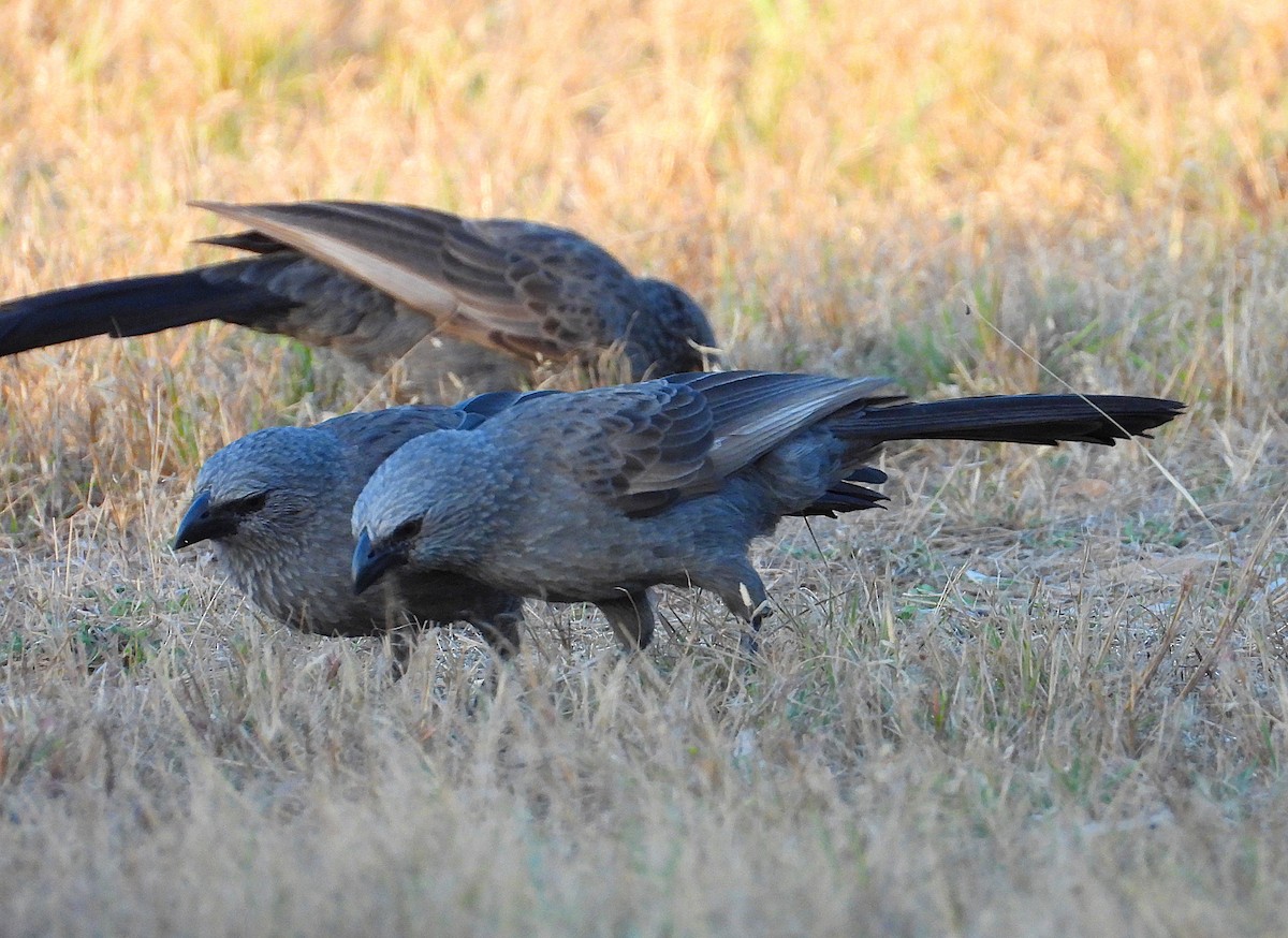 Apostlebird - ML638240198