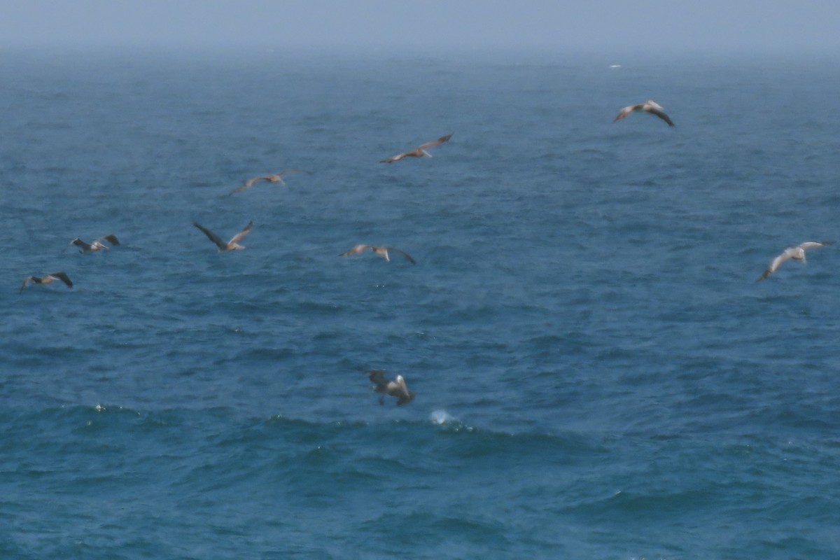 Brown Pelican - ML638240204