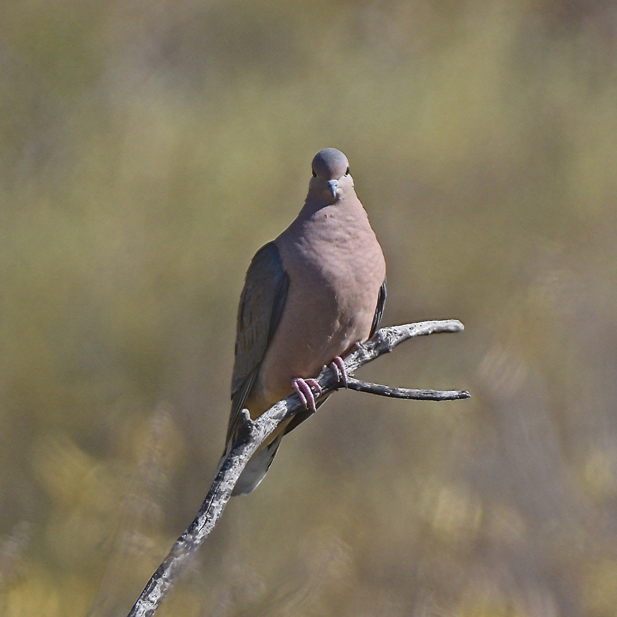 Eared Dove - ML638240208